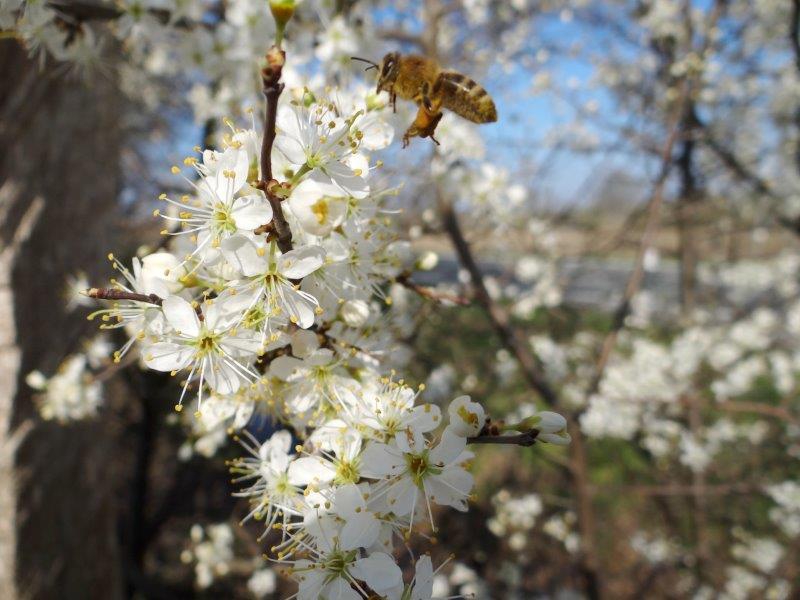 004-Schlehe-Prunus-spinosa-L.-Klasing-1