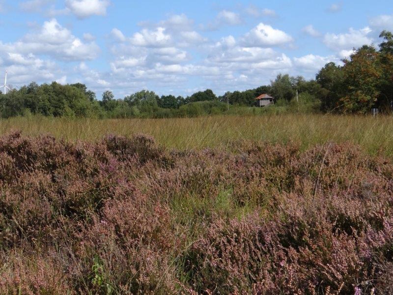 002-Auf-dem-Hochmoor-L.-Klasing