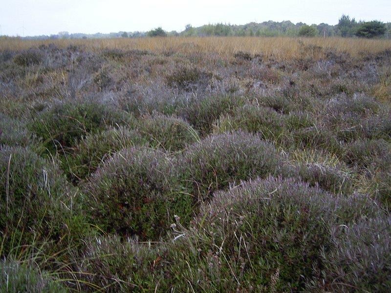 004-Rosmarinheide-Andromeda-polifolia-L.-Klasing