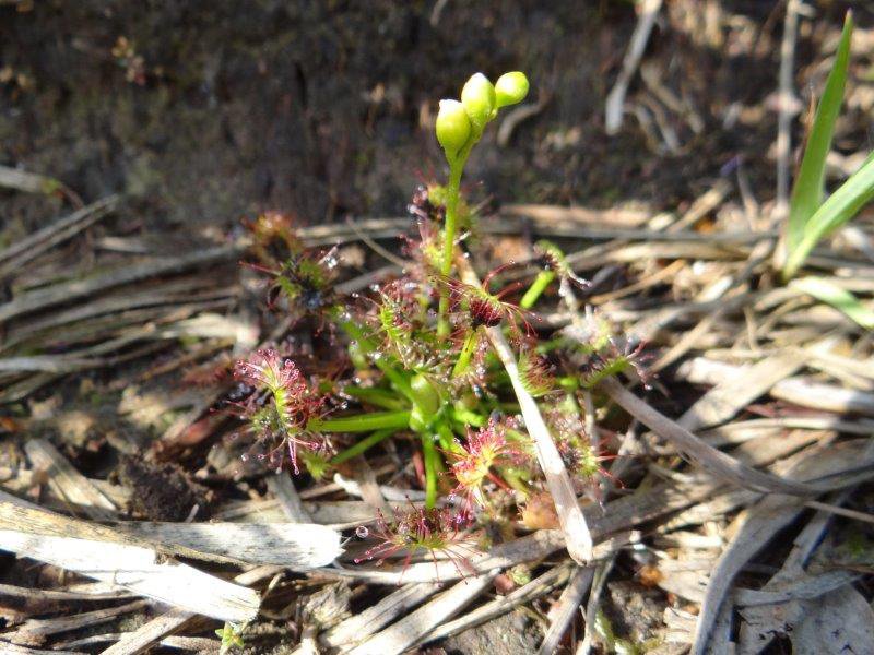 007-Am-Lehrpfad-Mittlerer-Sonnentau-Drosera-intermedia-L.-Klasing