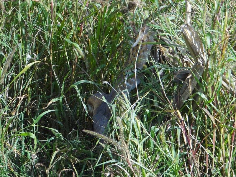 Verletzte Schleiereule (Tyto alba) am Wegesrand-L. Klasing