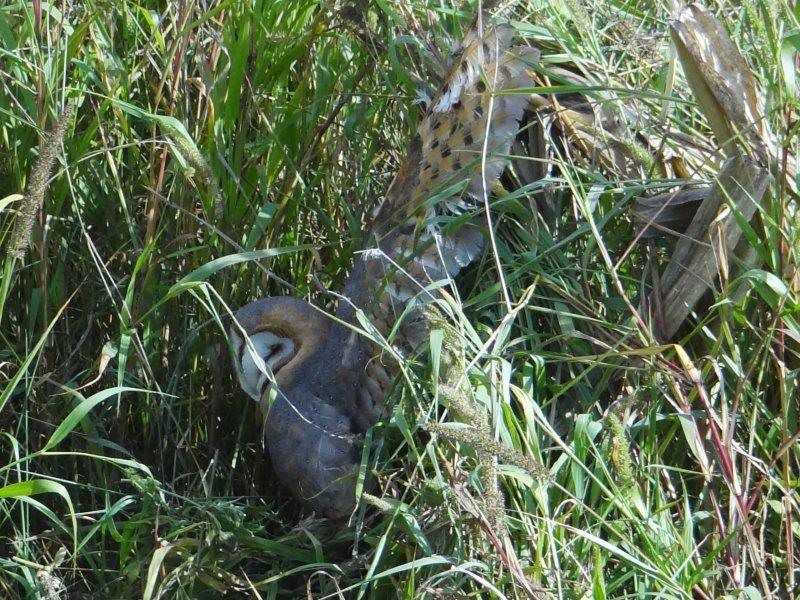 Verletzte Schleiereule (Tyto alba) am Wegesrand-L. Klasing