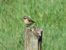 Braunkehlchen (Saxicola-rubetra) L. Klasing