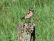 Braunkehlchen (Saxicola-rubetra) L. Klasing