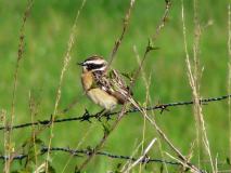 Braunkehlchen (Saxicola-rubetra) L. Klasing