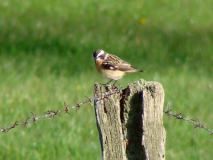 Braunkehlchen (Saxicola-rubetra) L. Klasing