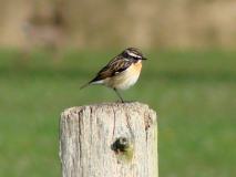 Braunkehlchen (Saxicola-rubetra) L. Klasing