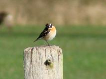 Braunkehlchen (Saxicola-rubetra) L. Klasing