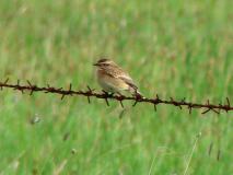 Braunkehlchen (Saxicola-rubetra) L. Klasing