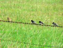 Braunkehlchen (Saxicola-rubetra) L. Klasing