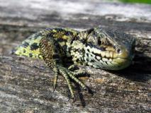 Wald-Moor-Bergeidechse (Lacerta-vivipara) L. Klasing