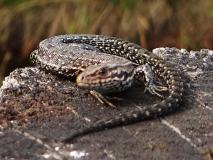 Wald-Moor-Bergeidechse (Lacerta-vivipara) L. Klasing