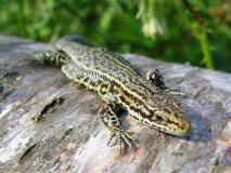 Wald-Moor-Bergeidechse (Lacerta-vivipara) L. Klasing