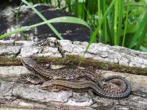 Wald-Moor-Bergeidechse (Lacerta-vivipara) L. Klasing