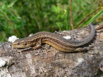 Wald-Moor-Bergeidechse (Lacerta-vivipara) L. Klasing