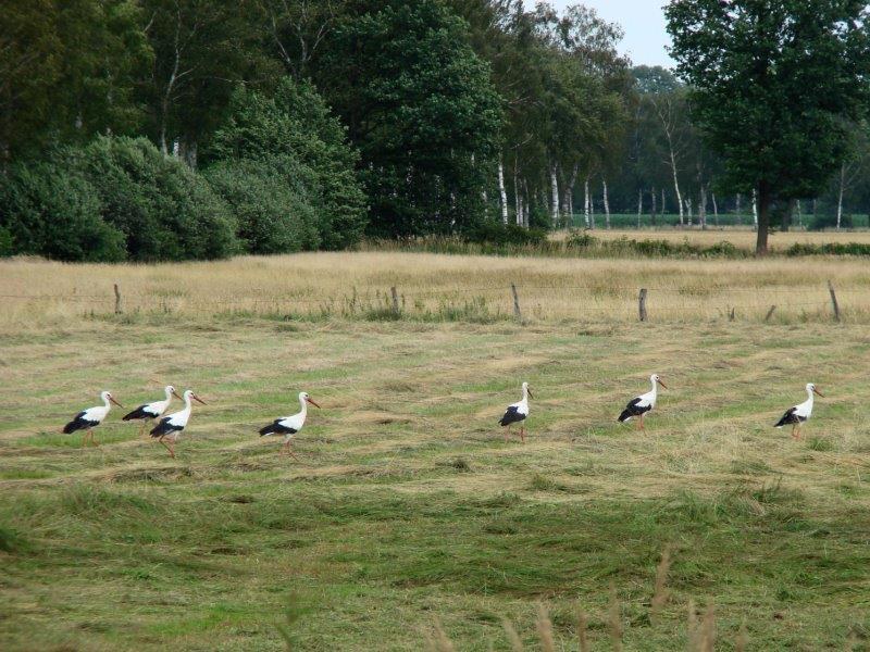 001-Weißstorch-Ciconia-ciconia-L.-Klasing