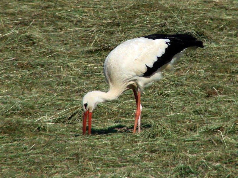 002-Weißstorch-Ciconia-ciconia-L.-Klasing