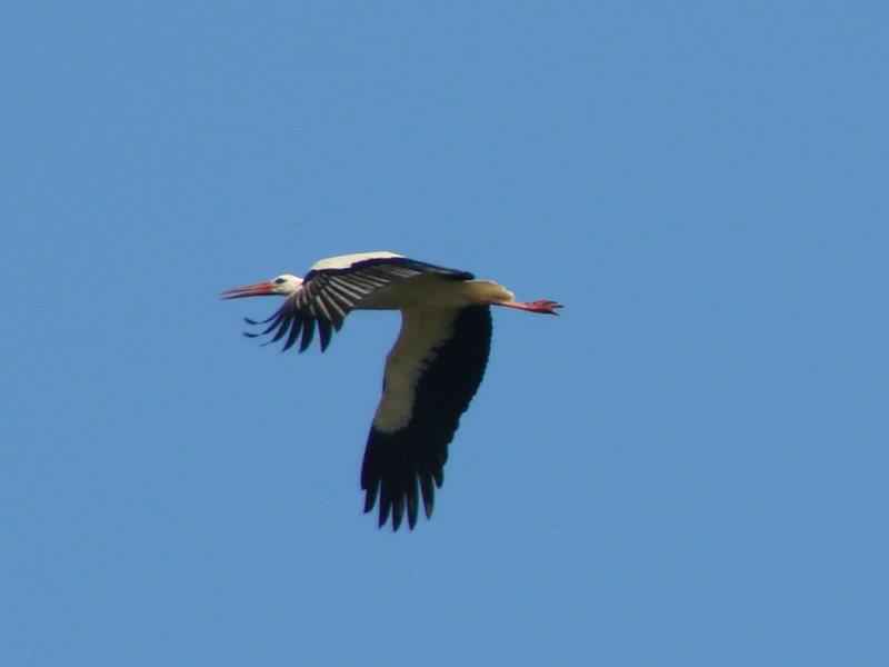 003-Weißstorch-Ciconia-ciconia-L.-Klasing