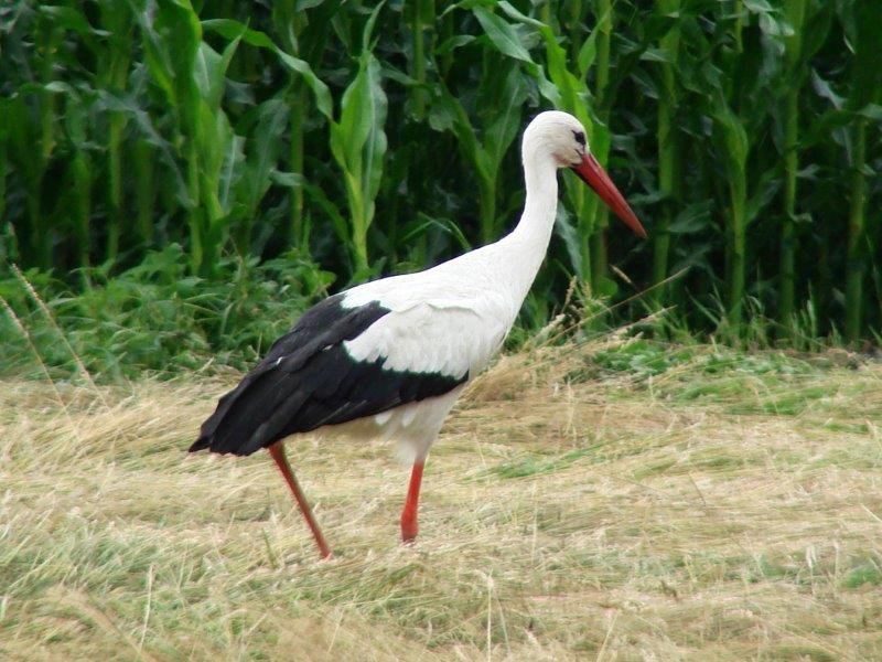 004-Weißstorch-Ciconia-ciconia-L.-Klasing