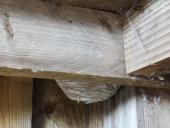 002-Wespennest-im-Aussichtsturm-21.07.2017-L.-Klasing-