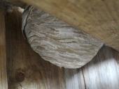 003-Wespennest-im-Aussichtsturm-21.07.2017-L.-Klasing-