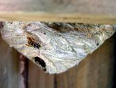 004-Wespennest-im-Aussichtsturm-Deutsche-Wespe-Vespula-germanica-L.-Klasing-