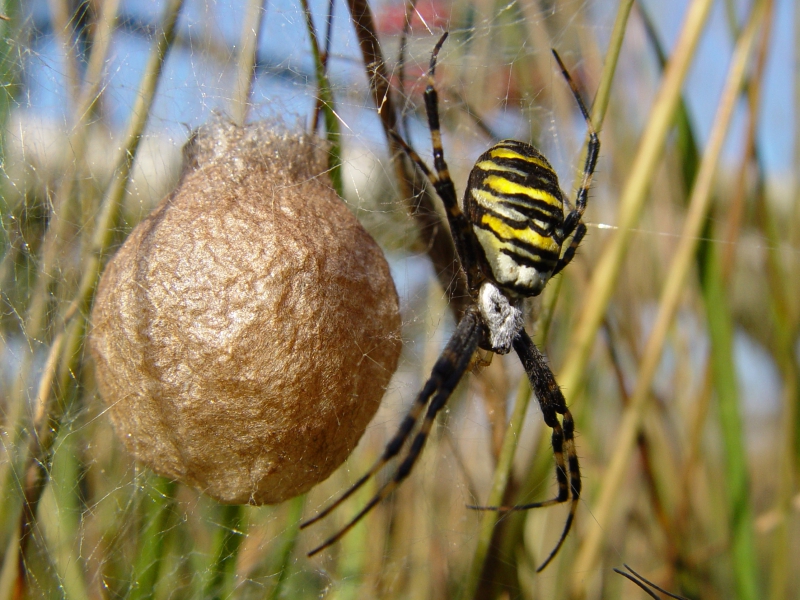 Wespenspinne  (Argiope bruennich) mit Kokon