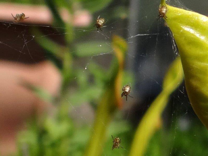 Junge Wespenspinne  (Argiope bruennich)