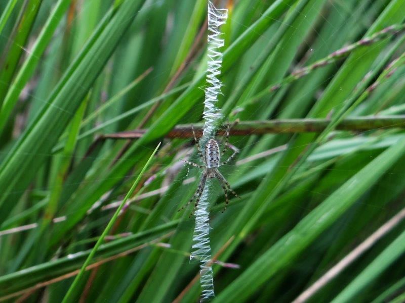 Junge Wespenspinne (Argiope bruennich)