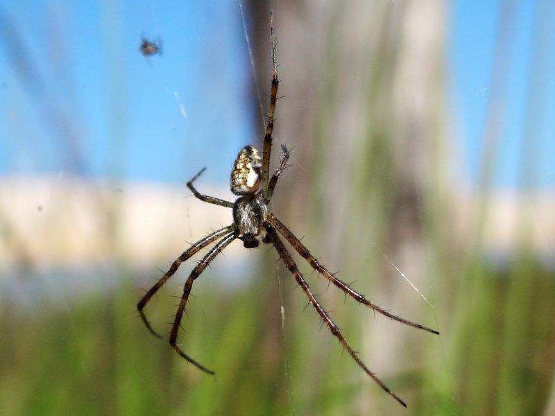 Wespenspinne M. (Argiope bruennich)- L. Klasing