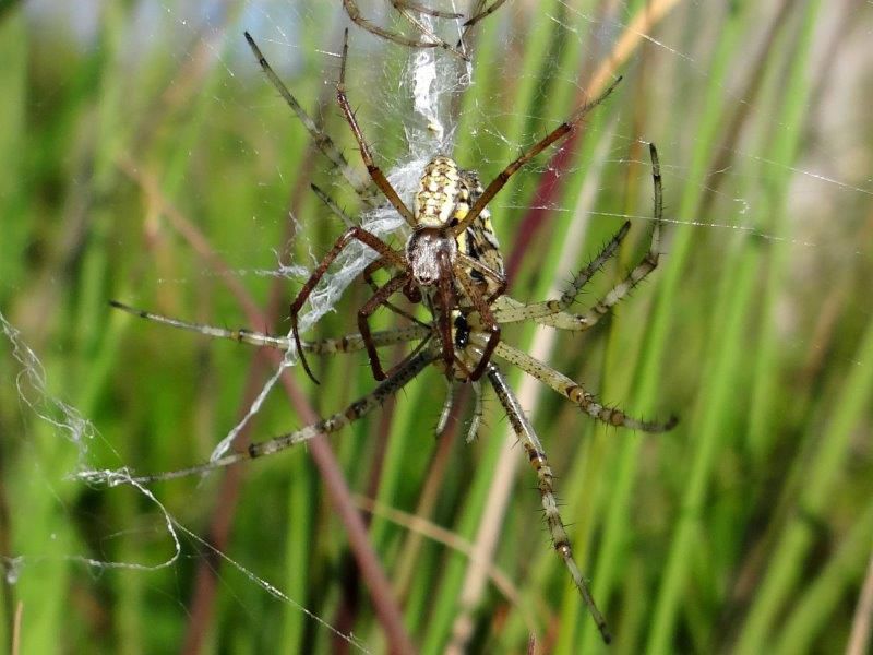 Paarung der Wespenspinne(Argiope bruennich)-L.-Klasing.