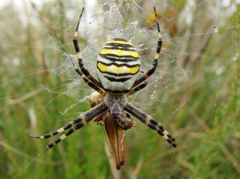 Wespenspinne (Argiope bruennich) mit einem Grashüpfer als Beute.-L. Klasing