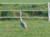 Wiese-am-Wanderpilz-vor-2016-Graureiher-Ardea-cinerea-L.-Klasing