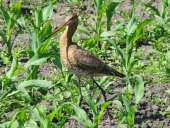 Wo-ist-meine-Wiese-geblieben.-Uferschnepfe-Limosa-limosa-L. Klasing