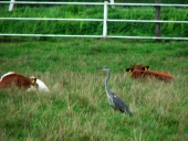 Wiese am Wanderpilz vor 2016 Graureiher (Ardea-cinerea)-L.-Klasing