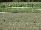 Wiese am Wanderpilz vor 2016 - Austernfischer (Haematopus ostralegus)-L.-Klasing