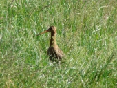 Wiese am Wanderpilz vor 2016-Uferschnepfe-Limosa-limosa-L.-Klasing