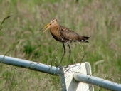 Wiese am Wanderpilz vor 2016 -Uferschnepfe limosa-L.-Klasing