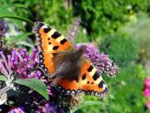 002-Kleiner-Fuchs-auf-dem-Schmetterlingsflieder-Aglais-urticae-26.07.2017-L.-Klasing-