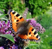 002-Kleiner-Fuchs-auf-dem-Schmetterlingsflieder-Aglais-urticae-26.07.2017-L.-Klasing-