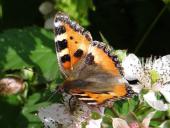 004-Kleiner-Fuchs-auf-einer-Brombeerblüte-Aglais-urticae-02.07.2013-L.-Klasing-