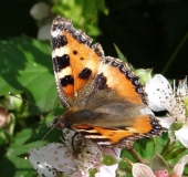 004-Kleiner-Fuchs-auf-einer-Brombeerblüte-Aglais-urticae-02.07.2013-L.-Klasing-