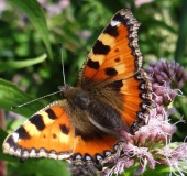 005Kleiner-Fuchs-auf-dem-Wasserdost-Aglais-urticae-14.08.2013-L.-Klasing-