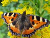 008-Kleiner-Fuchs-an-Kanadischer-Goldrute-Aglais-urticae-28.08.2013-L.-Klasing-