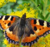 008-Kleiner-Fuchs-an-Kanadischer-Goldrute-Aglais-urticae-28.08.2013-L.-Klasing-