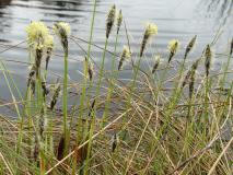 Blütenstand Scheidiges Wollgras (Eriophorum vaginatum) L. Klasing