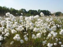 Fruchtstand Scheidiges Wollgras (Eriophorum vaginatum) L. Klasing