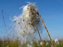 Samenreife Scheidiges Wollgras (Eriophorum vaginatum) L. Klasing