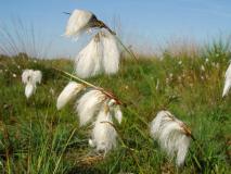 Frucht Schmalblättriges Wollgras (Eriophorum angustifolium) L. Klasing