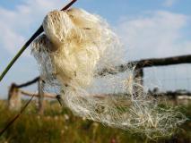 Samenreife Schmalblättriges Wollgras (Eriophorum angustifolium) L. Klasing)